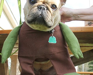 William D. Lewis The vindicator  Porsha, a French Bulldog dressee as Yoda, owned by Julianne dundee of Boardman during dog event in Boardman Park 5-4-16.