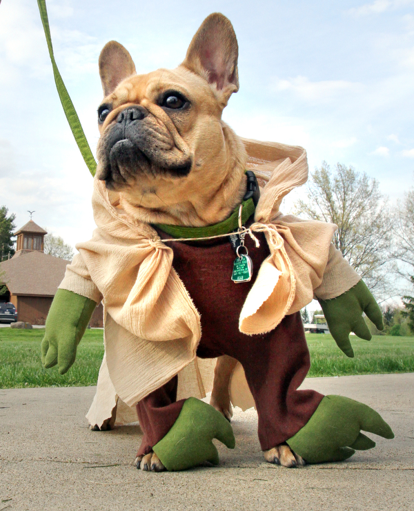 William D. Lewis The vindicator  Porsha, a French Bulldog dressed as Yoda, owned by Julianne dundee of Boardman during dog event in Boardman Park 5-4-16.