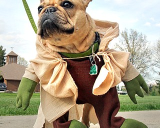 William D. Lewis The vindicator  Porsha, a French Bulldog dressed as Yoda, owned by Julianne dundee of Boardman during dog event in Boardman Park 5-4-16.