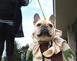 William D. Lewis The vindicator  Porsha, a French Bulldog dressed as Yoda, owned by Julianne dundee of Boardman during dog event in Boardman Park 5-4-16.