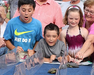 William D. Lewis/The Vindicator The 55 th annual Turtle Races sponsored by the Youngstown Lions Club were held in Lowellville Monday June, 20,2016. Urging their turtles to victory are from the left: Fortunato Rivera Ocasio, 10, of Youngstown, Justin Latusick, 7, of Lowellville and Korynne Shannon, 7, of New Castle and her grandmother Paulette Muscarella of Pulaski.