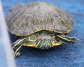 William D. Lewis/The Vindicator The 55 th annual Turtle Races sponsored by the Youngstown Lions Club were held in Lowellville Monday June, 20,2016.