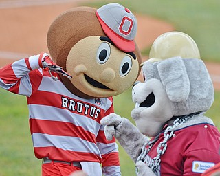 Jeff Lange | The Vindicator  WED, JUL 6, 2016 - Ohio State mascot Brutus high fives Scrappy prior to the start of Wednesday' night's baseball game between the Mahoning Valley Scrappers and the Vermont Lakemonsters at Eastwood Field in Niles.