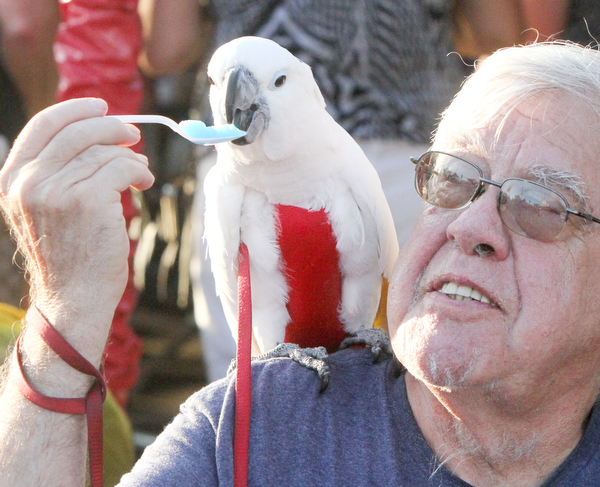 William d. Lewis The vindicator Nick Tarano of girard gives his cockateel "Ouija" a bite os shaved ice at MtCarmel Festival in Youngstown July 22, 2016. The bird is 25 years old .