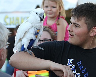 Nikos Frazier | The Vindicator..Ouija the parrot is held by Donnie Thompson, 17, at the St. Patrick Parish Festival in Hubbard.