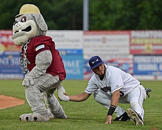NILES, OHIO - AUGUST 10, 2016: Jonathan Laureano #40 of the Scrappers tugs on Scrappy's tail while the two participate in the pregame stretch before Wednesday nights game at Eastwood Field. DAVID DERMER | THE VINDICATOR