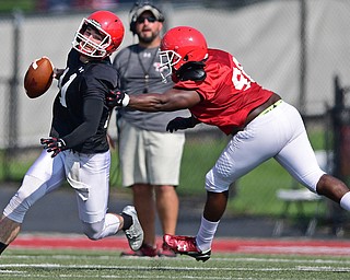 YOUNGSTOWN, OHIO - AUGUST 20, 2016: Trent Hostic #11(black) steps up in the pocket while being tagged down by Joshmere Dawson #96 (red) during a scrimmage Saturday morning at Stambaugh Stadium. DAVID DERMER | THE VINDICATOR