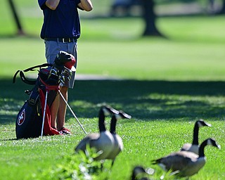 LIBERTY, OHIO - AUGUST 29, 2016: Anthony Catarrh of Fitch uses a range finder while Canadian Geese walk on the fairway of the third hole Monday afternoon at the Youngstown Country Club during the Ursuline Invitational. DAVID DERMER | THE VINDICATOR