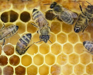        ROBERT K. YOSAY  | THE VINDICATOR...bees work on the hive filling the empty part with honey.. - -30-...