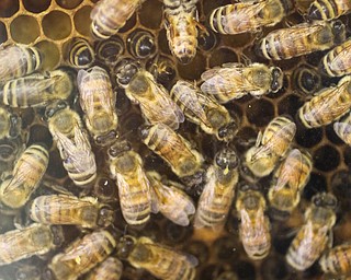        ROBERT K. YOSAY  | THE VINDICATOR...Busy as a bee as live bees inside the Hay and Grain Building work on a hive.. - -30-...