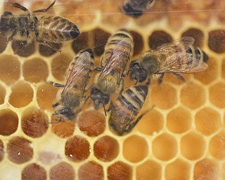        ROBERT K. YOSAY  | THE VINDICATOR...bees work on the hive filling the empty part with honey.. - -30-...