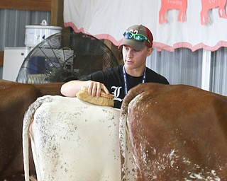        ROBERT K. YOSAY  | THE VINDICATOR..Farm hand Max Seymour.. brushes a cow at the fair... he works for the withers that own .Honey Creek Farms, which marks its 100th year showing cattle at the Canfield Fair... - -30-...