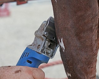        ROBERT K. YOSAY  | THE VINDICATOR..Every minute is used as  Honey Creek Farms, which marks its 100th year showing diary  cattle at the Canfield Fair  clipping a leg. ... - -30-...