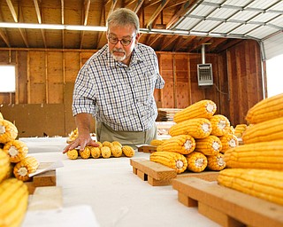        ROBERT K. YOSAY  | THE VINDICATOR..Corny as  Paul Craig of Harrisburg... judges the ear corn entries....... - -30-...