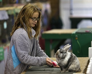 Nikos Frazier | The Vindicator..Hannah Magrell, 11, of Austintown, brushes her rabbit, Smokey, at the Canfield Fair on Monday, Sept. 5, 2016.