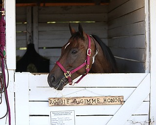 Nikos Frazier | The Vindicator..Gimme Honor at the Canfield Fair on Monday, Sept. 5, 2016.
