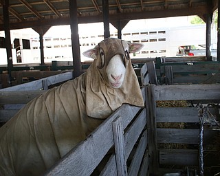 Nikos Frazier | The Vindicator..A sheep poses for a photo at the Canfield Fair on Monday, Sept. 5, 2016.