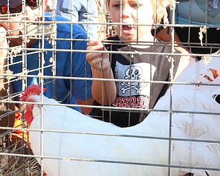 Parker Wilder (2) of Little Elm, Texas yells at his rooster during the Rooster Crowing Contest at the Canfield Fair on Monday morning.  Dustin Livesay  |  The Vindicator  9/5/16  Canfield Fairgrounds.