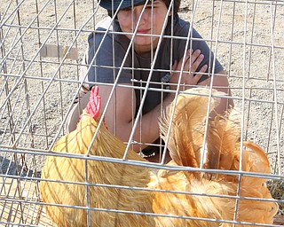 Alex Lowery of Brookfield watches as her Rooster crows during the Rooster Crowing Contest at the Canfield Fair on Monday morning.  Dustin Livesay  |  The Vindicator  9/5/16  Canfield Fairgrounds.