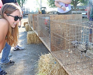 Emilee Cantanzriti of Boardman talks to her roosters "Benjamin" (left) and "The Rock" (far right) during the Rooster Crowing Contest at the Canfield Fair on Monday morning.  Dustin Livesay  |  The Vindicator  9/5/16  Canfield Fairgrounds.