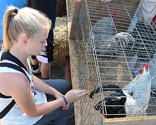 Carli Hamilton (11) of Boardman tickles the tailfeather of her rooster in order to provoke it to crow during the Rooster Crowing Contest at the Canfield Fair on Monday morning.  Dustin Livesay  |  The Vindicator  9/5/16  Canfield Fairgrounds.