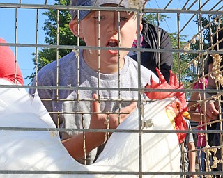 Luca Aurilio (7) of Niles crows at his rooster in order to provoke it to crow during the Rooster Crowing Contest at the Canfield Fair on Monday morning.  Dustin Livesay  |  The Vindicator  9/5/16  Canfield Fairgrounds.