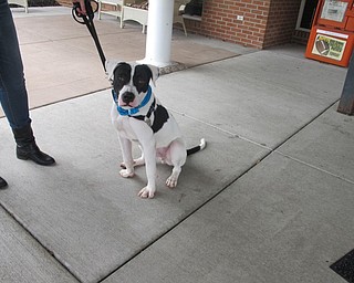 Neighbors | Alexis Bartolomucci.Mikey was one of the dogs who visited with the residents at the adoption fundraiser on Aug. 21 at Greenbriar in Boardman.