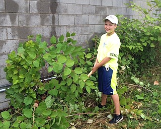 Neighbors | Submitted.Nate Smrek uses a sickle to clear away overgrown weeds.