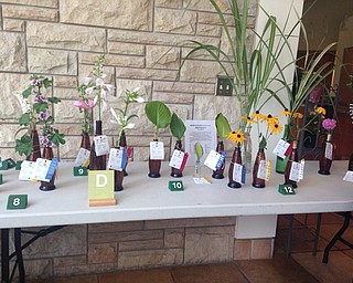 Neighbors | Alexis Bartolomucci.The Men's Garden Club of Youngstown put their perennials and biennials on display at Fellows Riverside Gardens on Aug. 20 and 21 for their annual horticultural show.