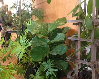 Neighbors | Alexis Bartolomucci.Larger plants were displayed on the floor at Fellows Riverside Gardens during the Men's Garden Club of Youngstown's annual horticulture show on Aug. 20 and 21.
