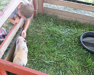 Neighbors | Alexis Bartolomucci.One of the children attending the Poland United Methodist Church Family Funday Carnival pet the pig who was part of the petting zoo on Sept. 17.
