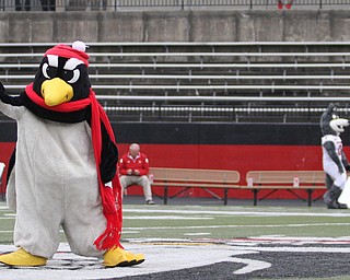 Nikos Frazier | The Vindicator..Pete the Penguin dances at Stambaugh Stadium before Youngstown State University took on University of South Dakota on Saturday, Oct. 1, 2016.