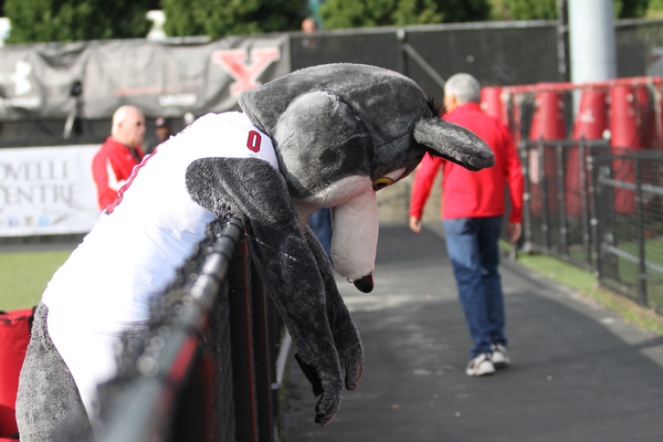 Nikos Frazier | The Vindicator..USD's mascot, Charlie the Coyote hands on the fence at Stambaugh Stadium in Youngstown on Saturday, Oct. 1, 2016. Youngstown State University would go on to win, 30-20 against University of South Dakota.