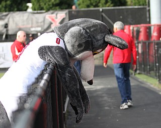 Nikos Frazier | The Vindicator..USD's mascot, Charlie the Coyote hands on the fence at Stambaugh Stadium in Youngstown on Saturday, Oct. 1, 2016. Youngstown State University would go on to win, 30-20 against University of South Dakota.