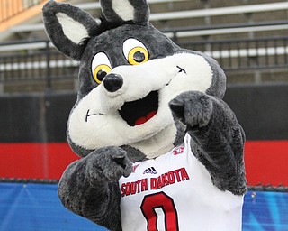 Nikos Frazier | The Vindicator..USD's mascot, Charlie the Coyote poses for a photo at Stambaugh Stadium in Youngstown on Saturday, Oct. 1, 2016. Youngstown State University would go on to win, 30-20 against University of South Dakota.