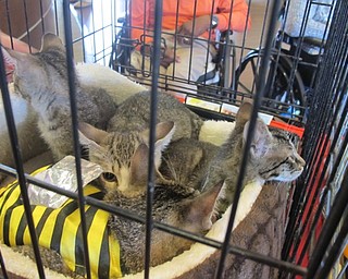 Neighbors | Alexis Bartolomucci.Scarlet wore a bumblebee costume as she laid with her kittens during the cat adoption event on Sept. 17 at Greenbriar Healthcare Center.