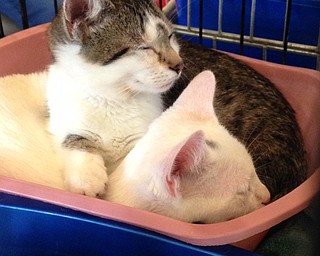 Neighbors | Alexis Bartolomucci.Brother and sister kittens, Bowie and Britta, laid together in their cage during the cat adoption event at Greenbriar Healthcare Center on Sept. 17.