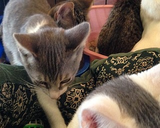Neighbors | Alexis Bartolomucci.The kittens available for adoption crawled around each other during the cat adoption event at Greenbriar Healthcare Center on Sept. 17.