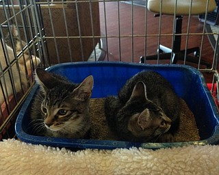Neighbors | Alexis Bartolomucci.Two sister kittens laid together in their crate during the cat adoption event on Sept. 17 at Greenbriar Healthcare Center in Boardman.