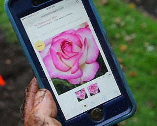 ROBERT K. YOSAY | THE VINDICATOR..Rose garden beds are being replanted with newer varities. and more of them as the Rose Garden goes under a renovation. the heirloom 'simplicity' rose ... - -30-...