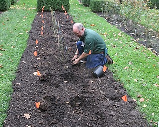 ROBERT K. YOSAY | THE VINDICATOR..Rose garden beds are being replanted with newer varities. and more of them as the Rose Garden goes under a renovation...Dennis Penner (gardens supervisor).. - -30-...