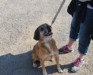 Neighbors | Alexis Bartolomucci.Simon, a dog with Every Dog Matters, attended Pawtober Fest on Oct. 15 at Cobblestone Corner in Boardman.