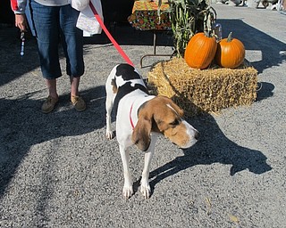 Neighbors | Alexis Bartolomucci.Annie, a dog with Legacy Dog Rescue, was at Pawtober Fest at Cobblestone Corner in Boardman on Oct. 15.