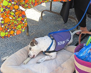 Neighbors | Alexis Bartolomucci.Koi, a dog with Every Dog Matters, chewed his bone during Pawtober Fest on Oct. 15 at Cobblestone Corner in Boardman.