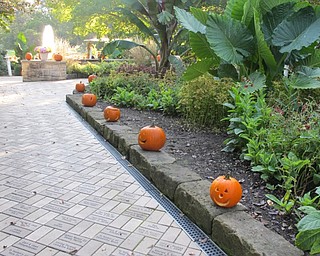 Neighbors | Alexis Bartolomucci.Carved pumpkins were placed all along the gardens at Fellows Riverside Gardens for the Pumpkin Walk at Twilight on Oct. 16.