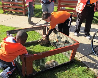 Neighbors | Alexis Bartolomucci.Children at Beeghly Oak's Fall Festival on Oct. 23 pet the rabbits brought in for the petting zoo from Lynn Pony Farm.
