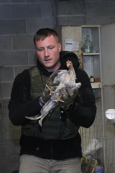 Tommy Schneeman, a Humane Agent with Animal Charities, carries a rooster to an awaiting crate after Police and Animal Charities Humane Agents served a search warrant at a house on the 2100 block of Ives St. in Youngstown on Thursday, Dec. 10, 2016...(Nikos Frazier | The Vindicator)..