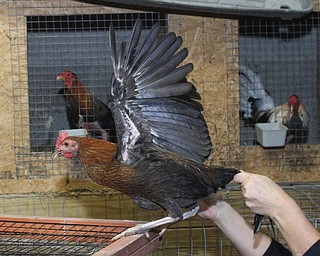 Humane agents attempt to catch a rooster in the garage Police and Animal Charities Humane Agents served a search warrant at a house on the 2100 block of Ives St. in Youngstown on Thursday, Dec. 10, 2016...(Nikos Frazier | The Vindicator)..
