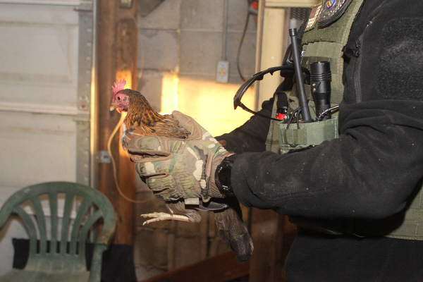 A rooster is carried cage at a house after Police and Animal Charities Humane Agents served a search warrant at a house on the 2100 block of Ives St. in Youngstown on Thursday, Dec. 10, 2016...(Nikos Frazier | The Vindicator)..