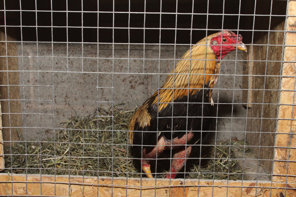A rooster with shaved legs waits in a cage at a house after Police and Animal Charities Humane Agents served a search warrant at a house on the 2100 block of Ives St. in Youngstown on Thursday, Dec. 10, 2016...(Nikos Frazier | The Vindicator)..